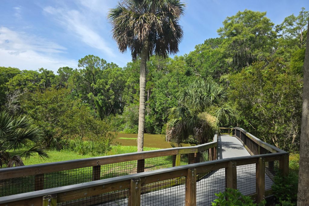 Boardwalk hiking trail in John Chesnut Park, going over the swamp area and surrounded by palm trees and tropical plants.